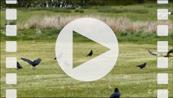 FZ015651 Red kites (Milvus milvus) and Carrion Crows (Corvus corone)  feeding.mp4